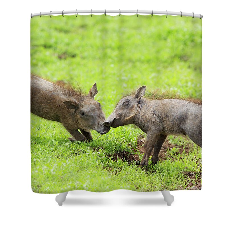 Grass Shower Curtain featuring the photograph Baby Warthogs Phacochoerus Africanus by Richard Wear / Design Pics