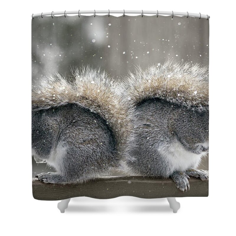 Gray Squirrel Shower Curtain featuring the photograph Back To Back Squirrels by Photo By Marianna Armata