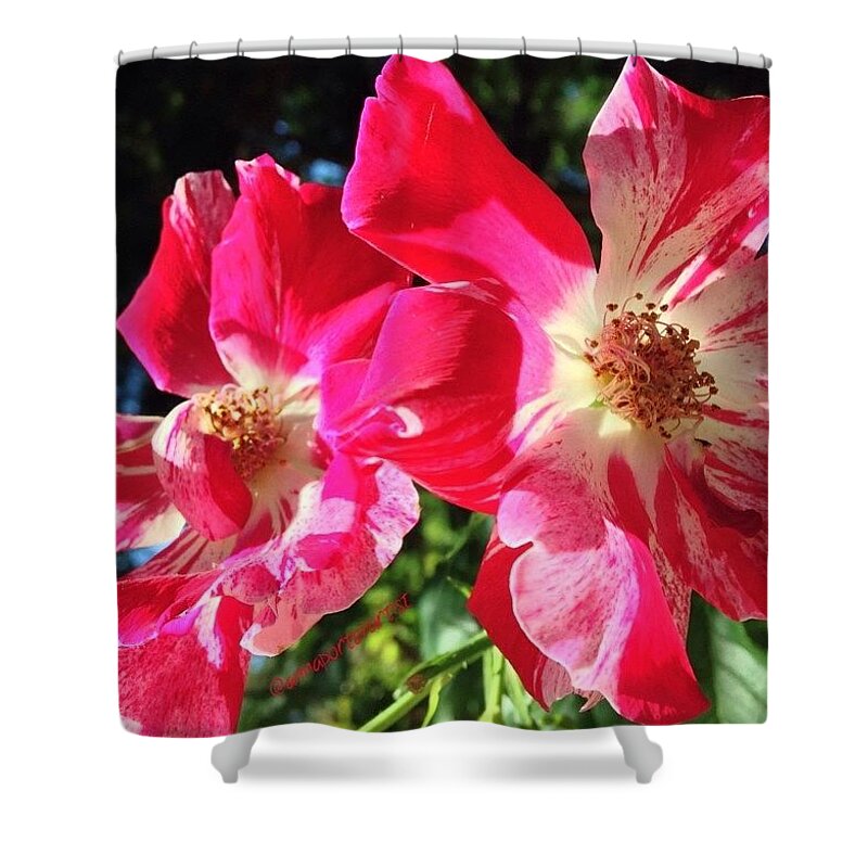 Red Shower Curtain featuring the photograph Backlit Brilliance by Anna Porter