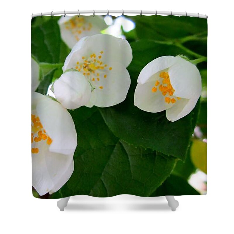 White Shower Curtain featuring the photograph Backyard Beauties by Cynthia Clark
