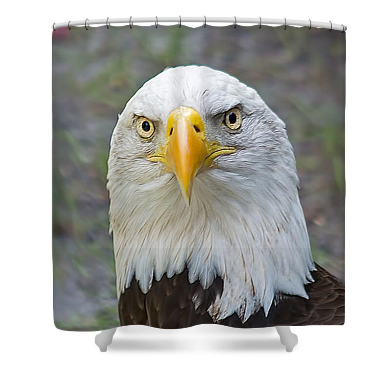 Wildlife Shower Curtain featuring the photograph Bald Eagle 2 by Kenneth Albin