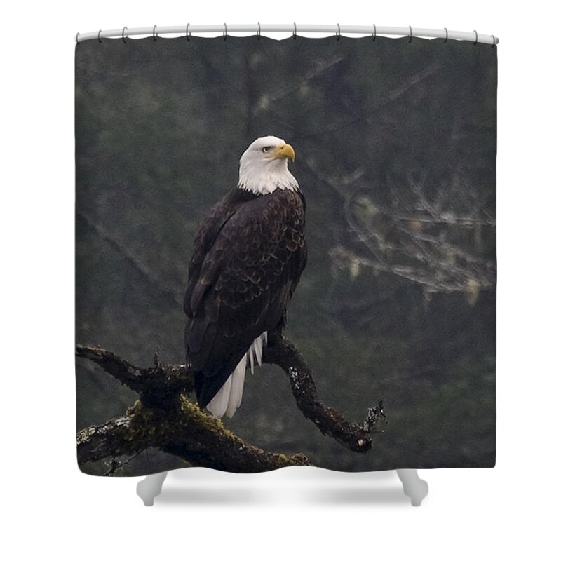 Betty Depee Shower Curtain featuring the photograph Bald Eagle by Betty Depee