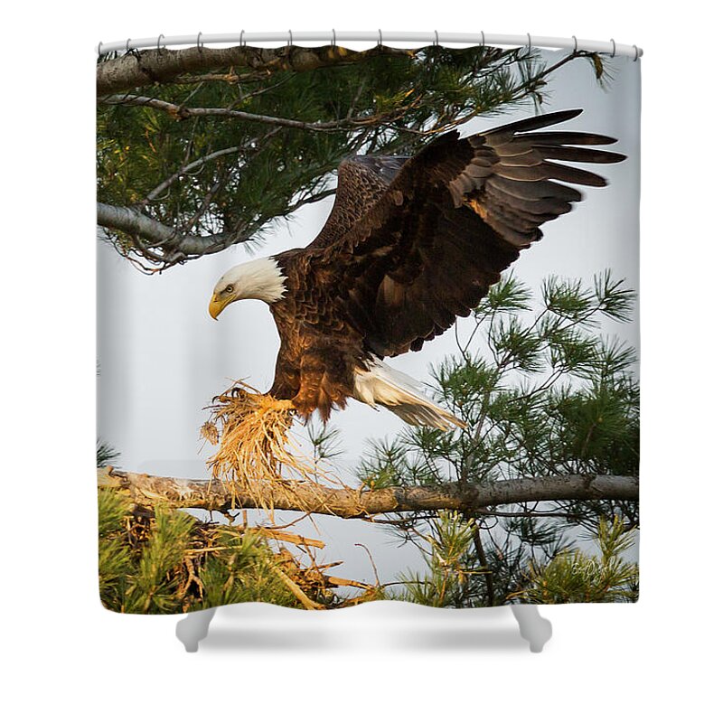 Bald Eagle Shower Curtain featuring the photograph Bald Eagle building nest by Everet Regal