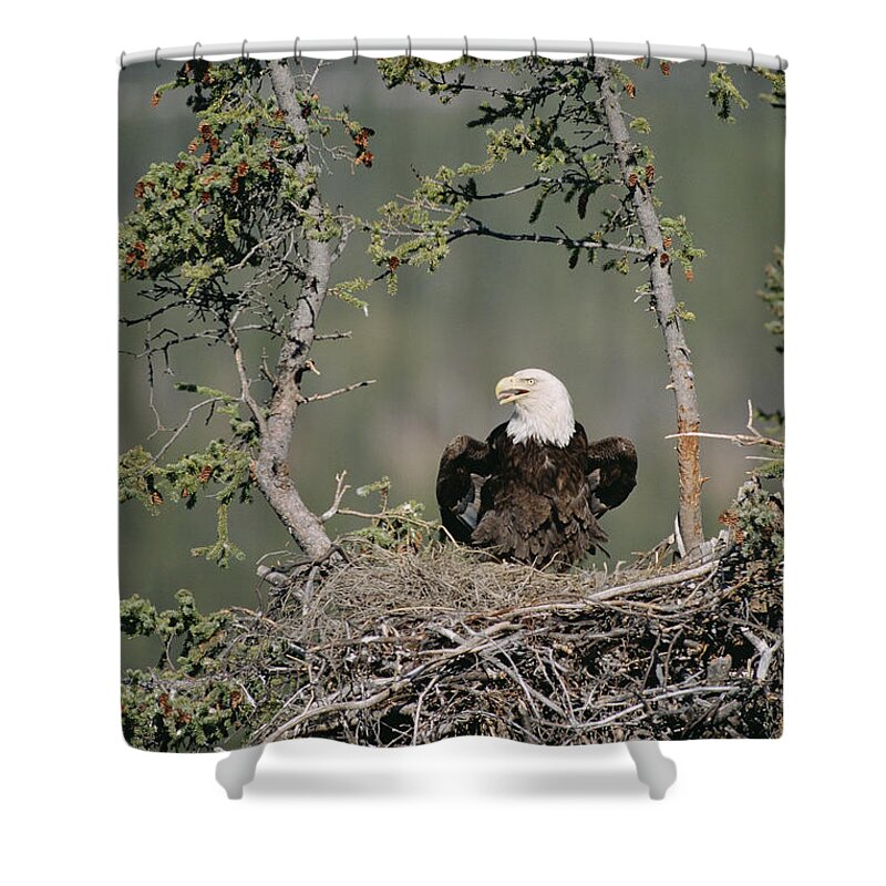 Feb0514 Shower Curtain featuring the photograph Bald Eagle Calling On Nest Alaska by Michael Quinton