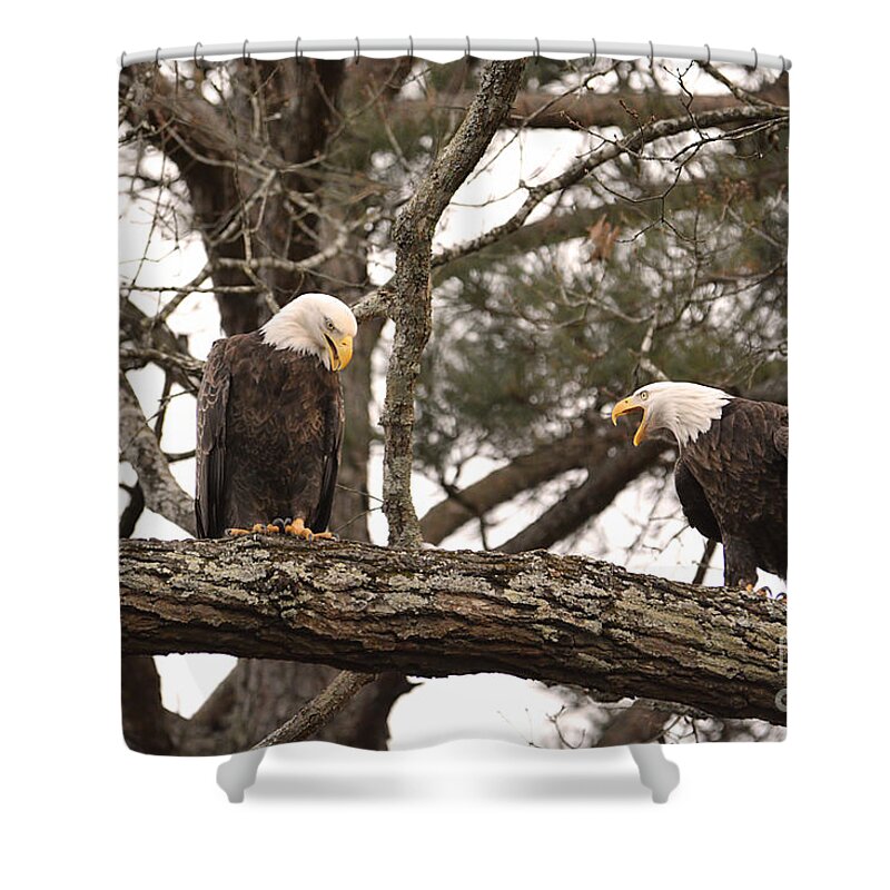 Adult Bald Eagles Shower Curtain featuring the photograph Bald Eagle Courtship by Jai Johnson