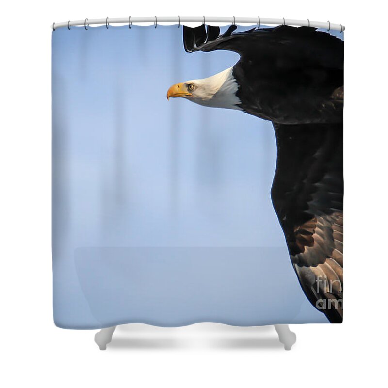 Raptor Shower Curtain featuring the photograph Bald Eagle in Flight by Eleanor Abramson