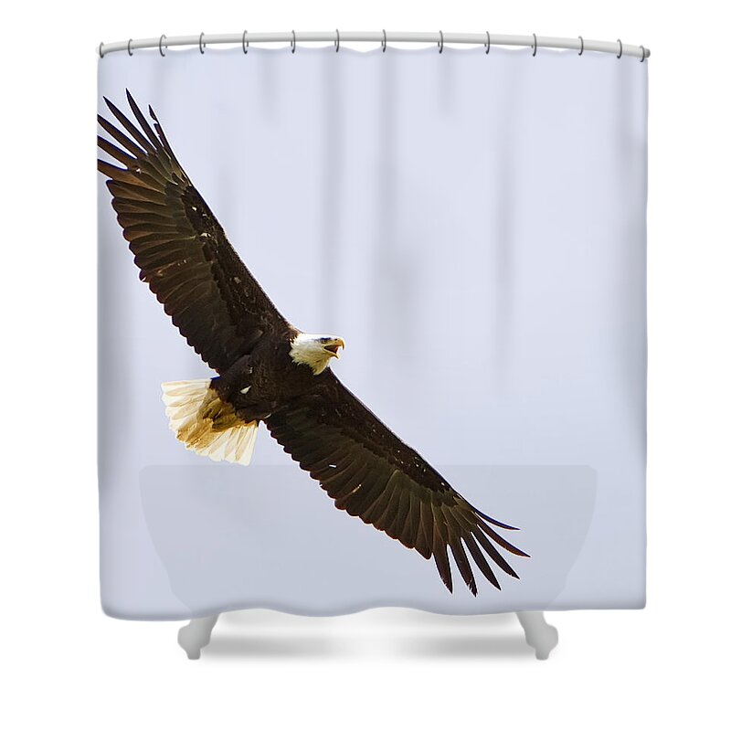 Bald Eagle Shower Curtain featuring the photograph Bald Eagle in Flight by John Vose