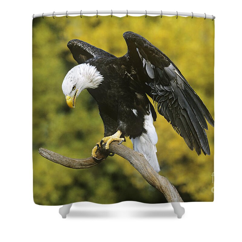 North America Wildlife Shower Curtain featuring the photograph Bald Eagle in Perch Wildlife Rescue by Dave Welling