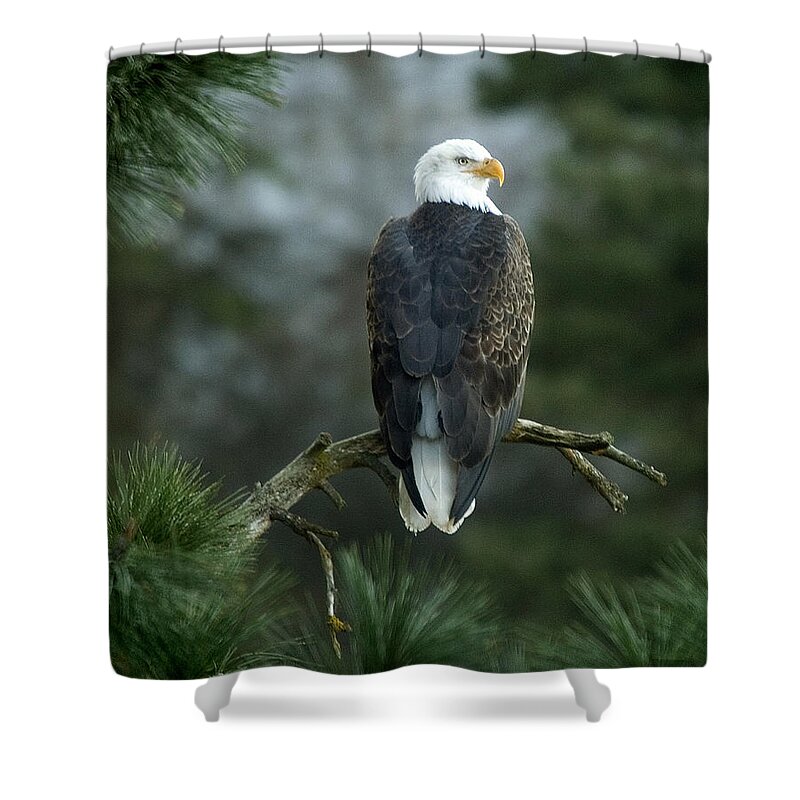 Bald Eagle Shower Curtain featuring the photograph Bald Eagle in Tree by Paul DeRocker