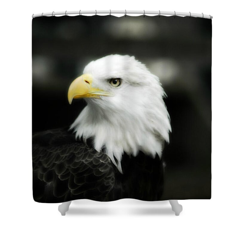 Bald Eagle Shower Curtain featuring the photograph Bald Eagle by Peggy Franz