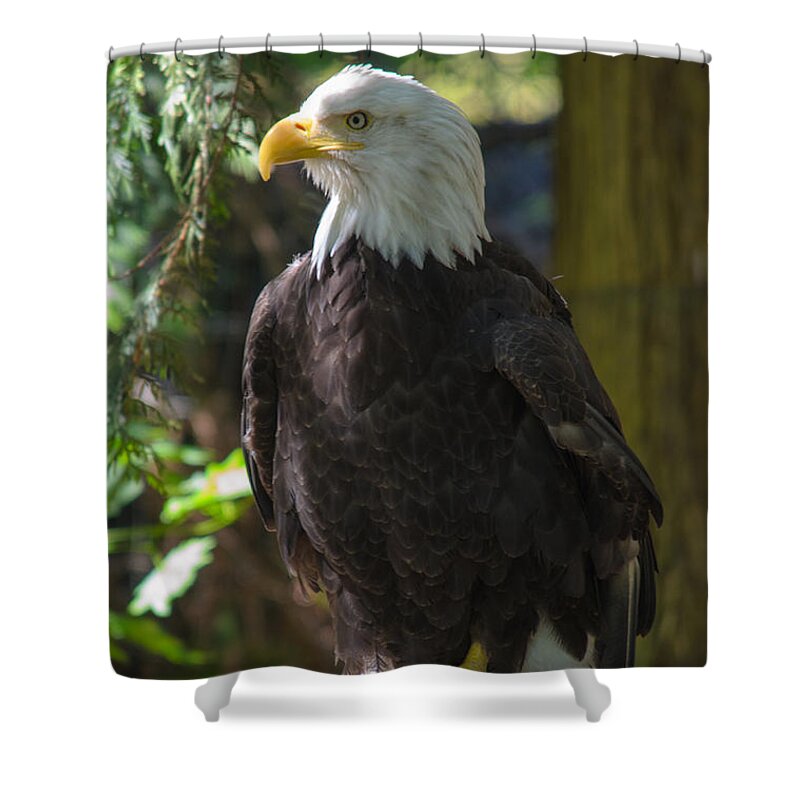 Eagle Shower Curtain featuring the photograph Bald Eagle by Tikvah's Hope