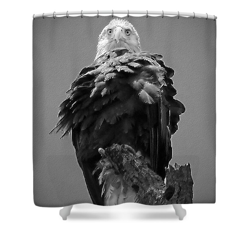 Bald Shower Curtain featuring the photograph Bald Eagle Stare B W by Jemmy Archer