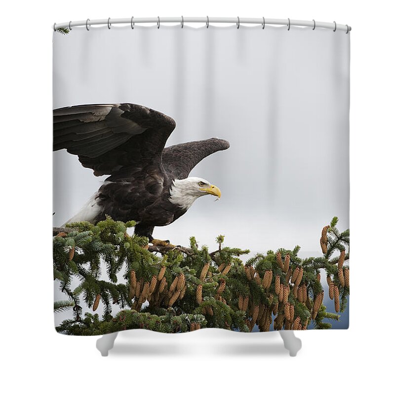 Feb0514 Shower Curtain featuring the photograph Bald Eagle Taking Flight Alaska by Flip Nicklin