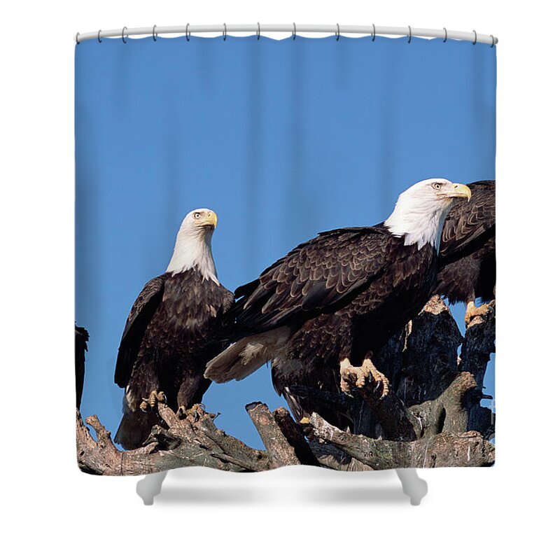 00343935 Shower Curtain featuring the photograph Bald Eagle Quartet by Yva Momatiuk and John Eastcott