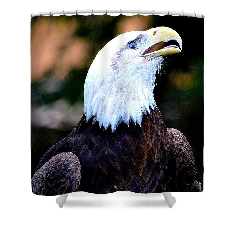 Eagle Shower Curtain featuring the photograph Bald Is Beautiful by Deena Stoddard