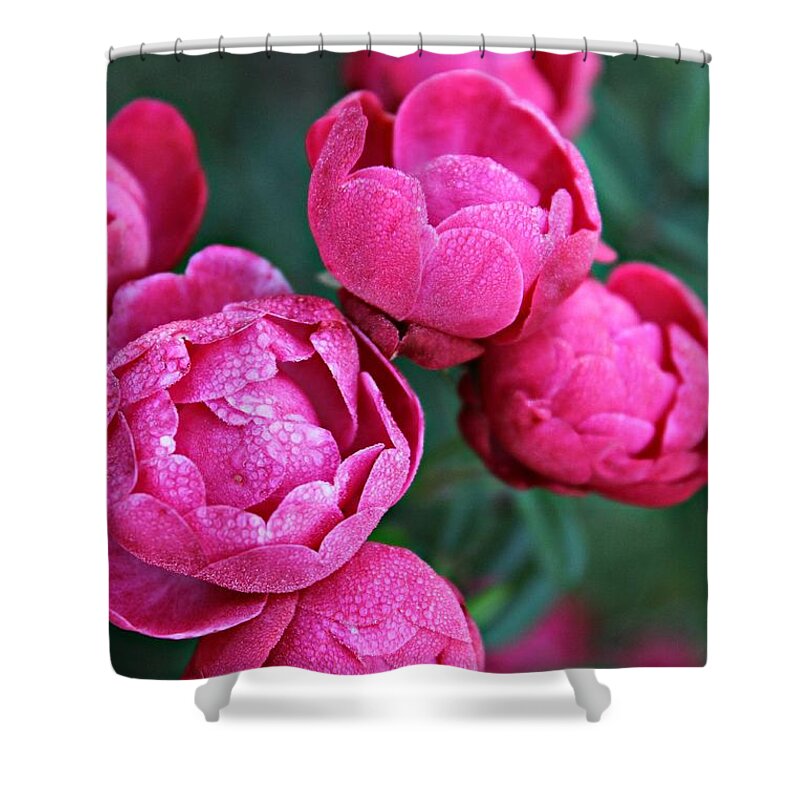 Roses Shower Curtain featuring the photograph Balls of Pink by Clare Bevan