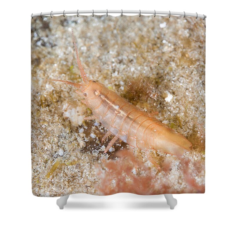 Baltic Isopod Shower Curtain featuring the photograph Baltic Isopod by Andrew J. Martinez