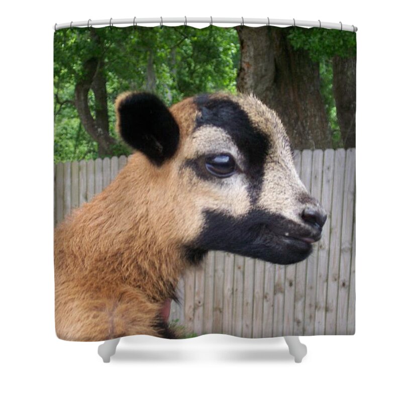 This Cutie Is A Baby Barbados Black Belly Sheep Shower Curtain featuring the photograph Bambi by Belinda Lee