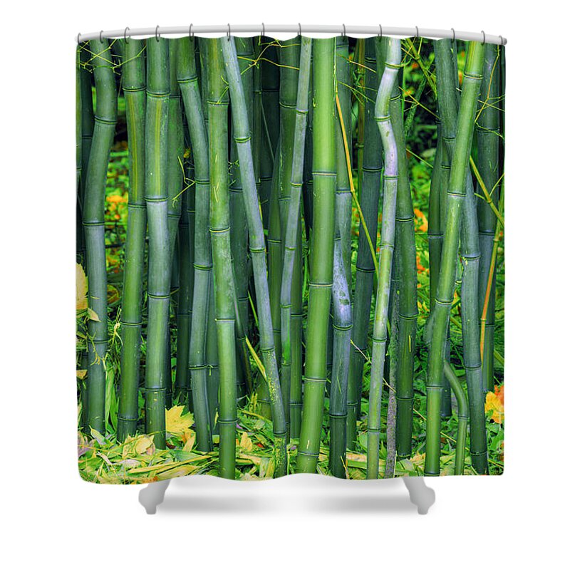 Landscape Shower Curtain featuring the photograph Bamboo Greens by Marco Crupi