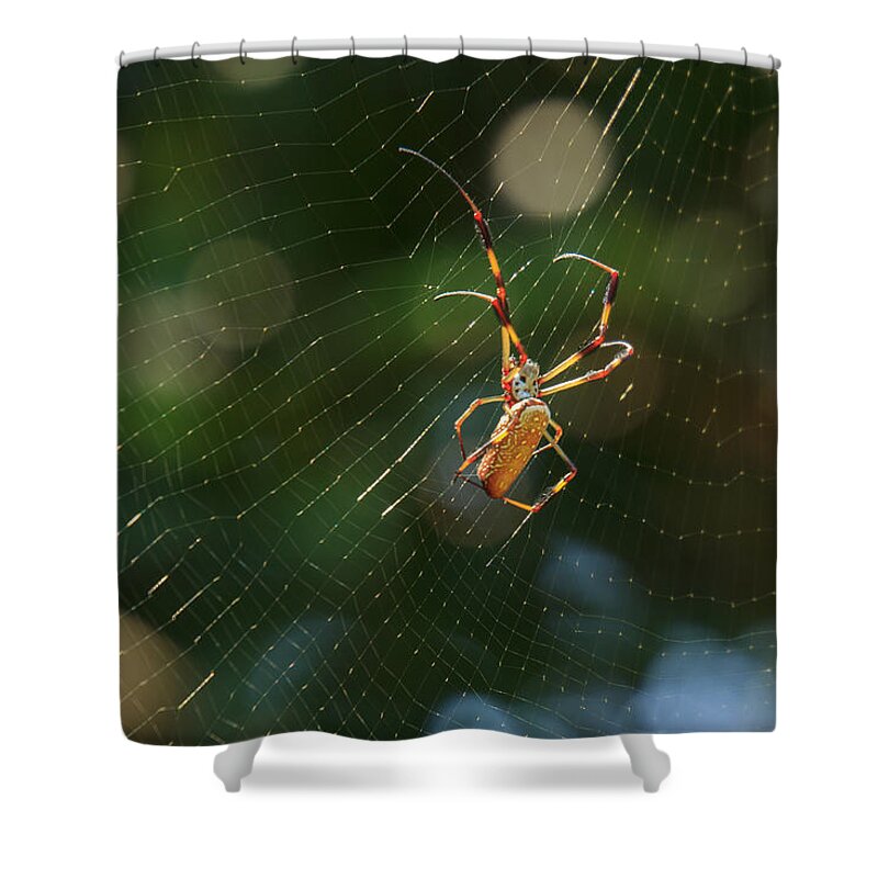 South Carolina Shower Curtain featuring the photograph Banana Spider in Web by Patricia Schaefer