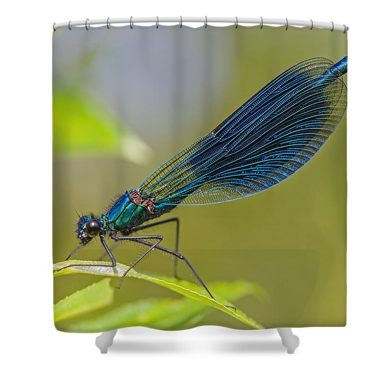 Nis Shower Curtain featuring the photograph Banded Demoiselle Damselfy Male by Alex Huizinga