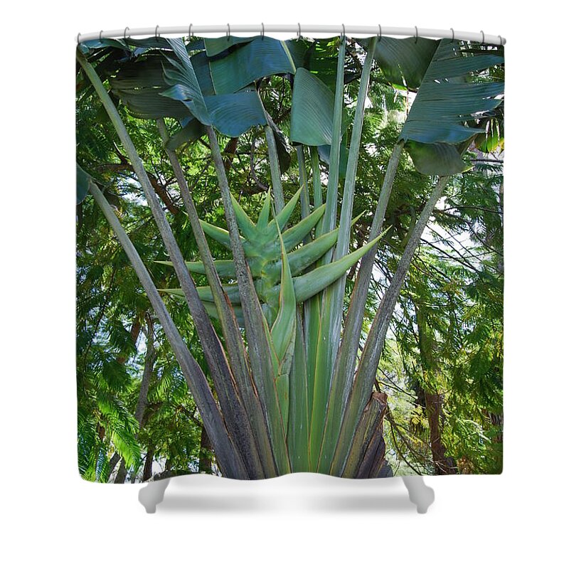 First Bloom Shower Curtain featuring the photograph Bannana palm by Robert Floyd
