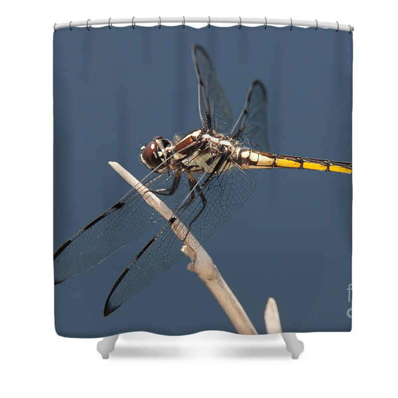 Clarence Holmes Shower Curtain featuring the photograph Bar-winged Skimmer Dragonfly I by Clarence Holmes