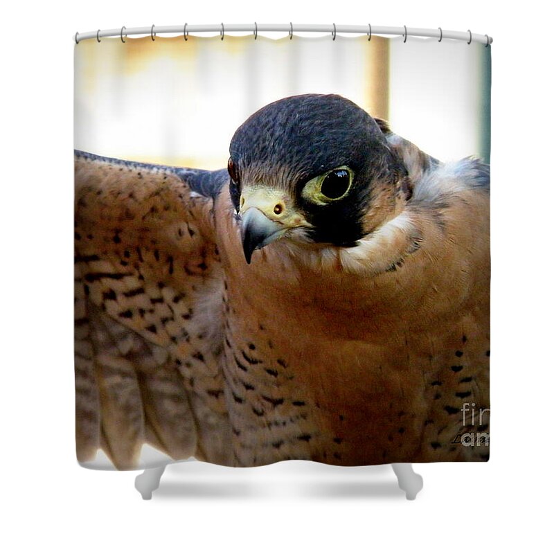 Falcon Shower Curtain featuring the photograph Barbary Falcon Wings Stretched by Lainie Wrightson