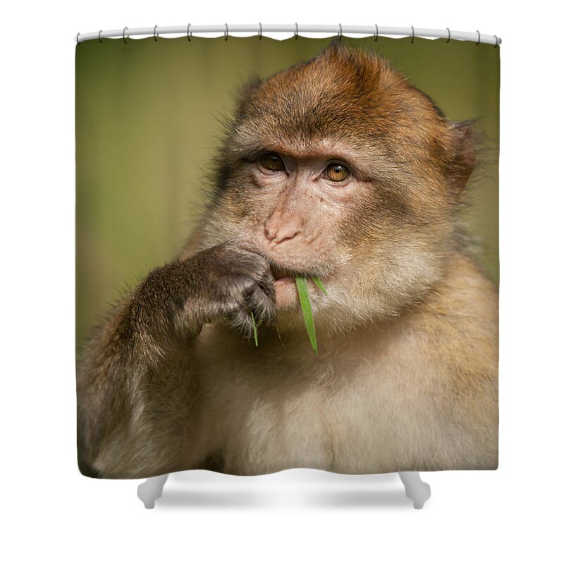 Barbary Macaque Shower Curtain featuring the photograph Barbary Macaque by Andy Astbury