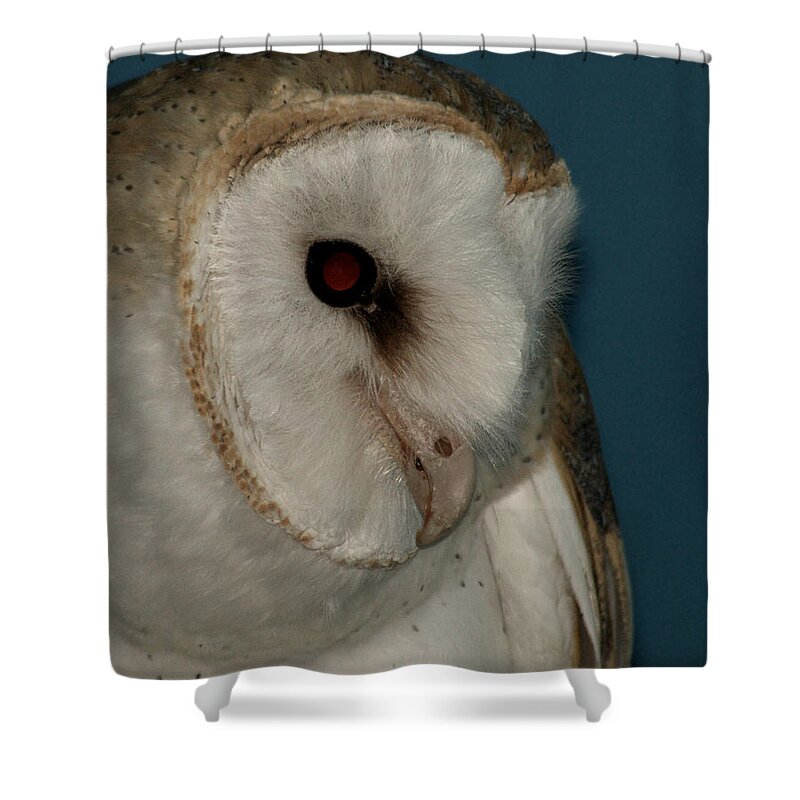 Barn Owl Shower Curtain featuring the photograph Barn Owl 2 by Ernest Echols