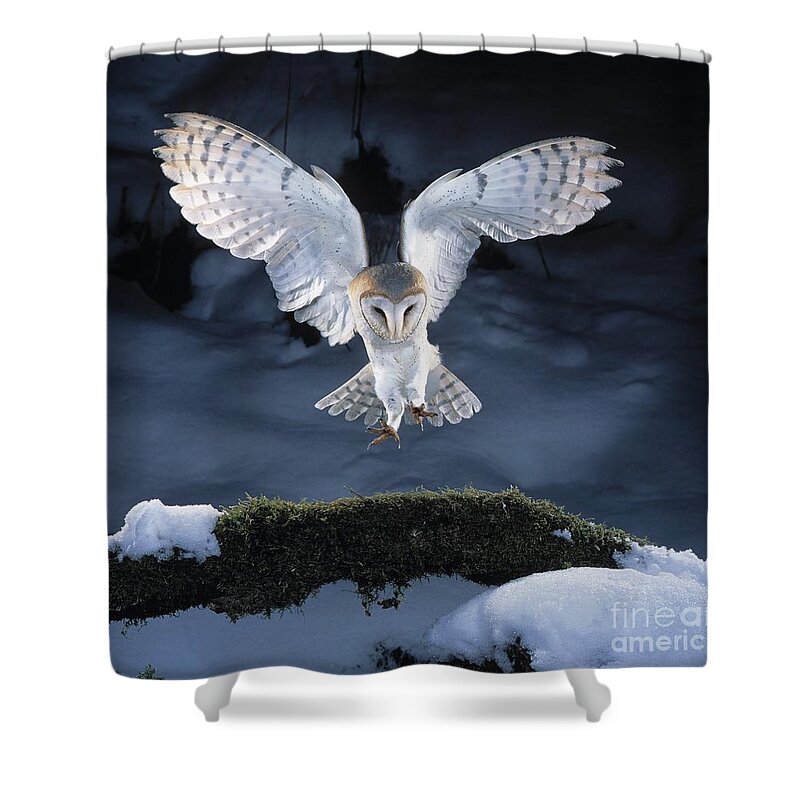 Bird Shower Curtain featuring the photograph Barn Owl Landing by Manfred Danegger