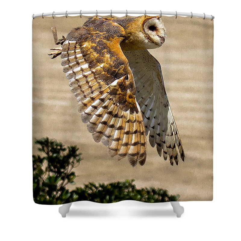 Barn Owl Shower Curtain featuring the photograph Barn Owl by Robert L Jackson
