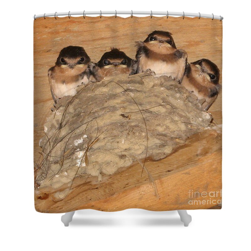 Barn Swallow Shower Curtain featuring the photograph Barn Swallow Chicks 2 by Conni Schaftenaar