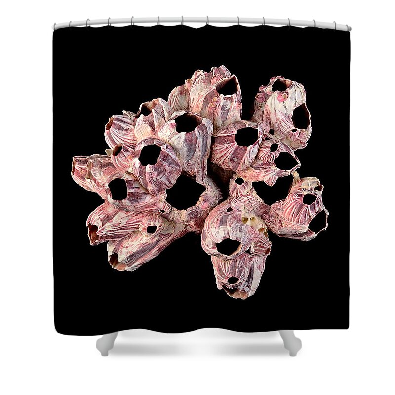 Sea Shell Shower Curtain featuring the photograph Barnacle Shells by Jim Hughes