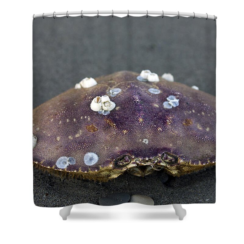 Crab Shower Curtain featuring the photograph Barnacled Crab Shell by Josh Bryant