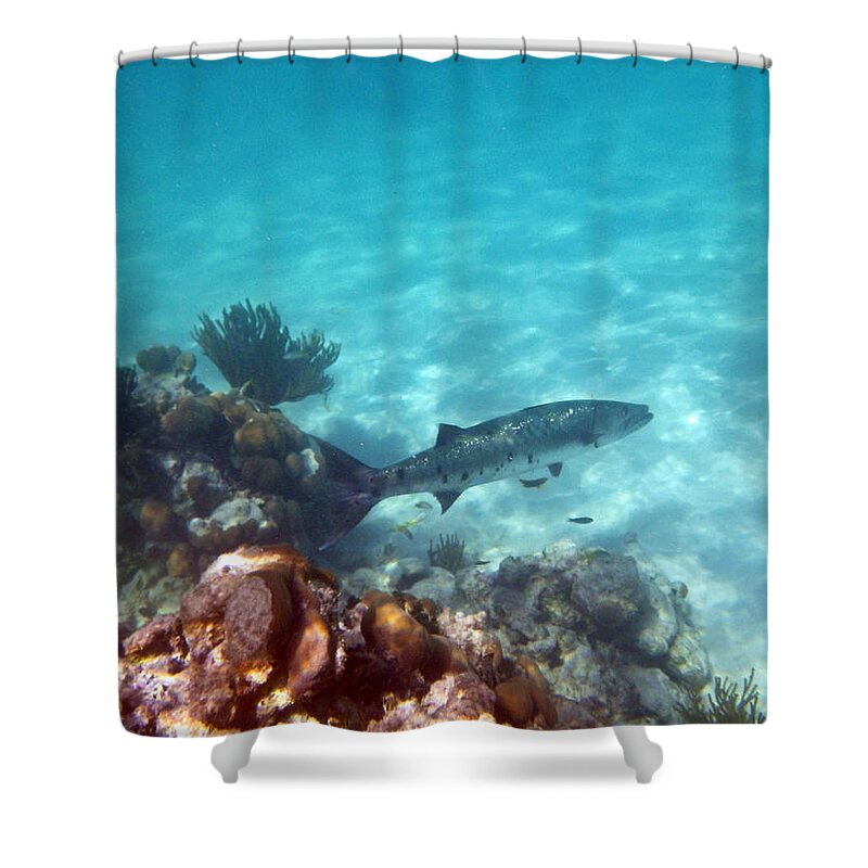 Fish Shower Curtain featuring the photograph Barracuda by Eti Reid