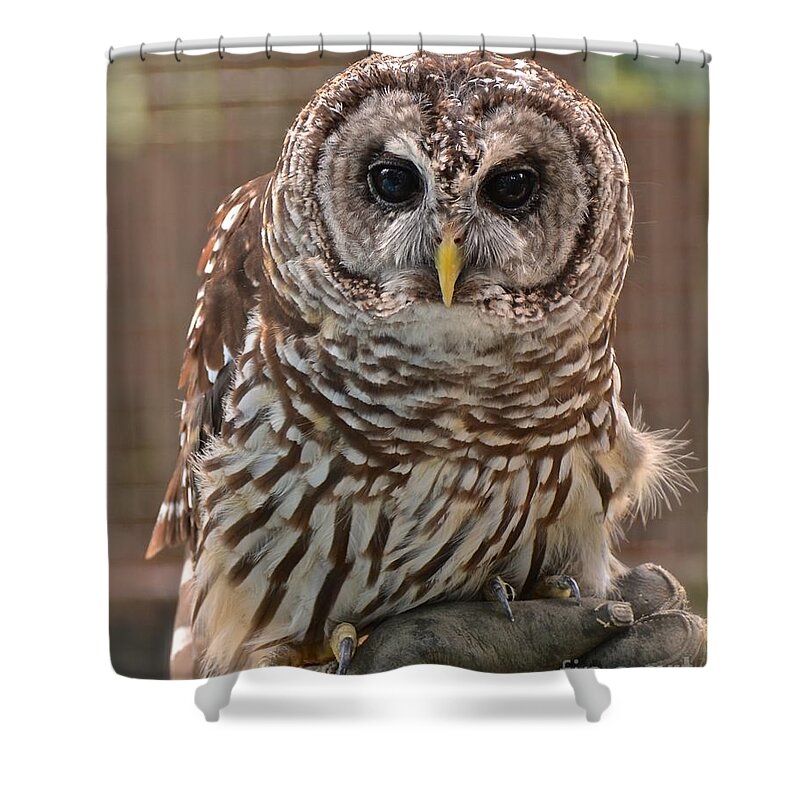 Owl Shower Curtain featuring the photograph Barred Owl by Carol Bradley