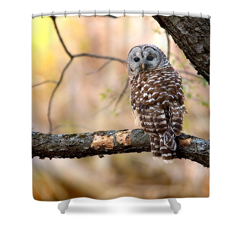 Owl Shower Curtain featuring the photograph Barred Owl by Rob Blair