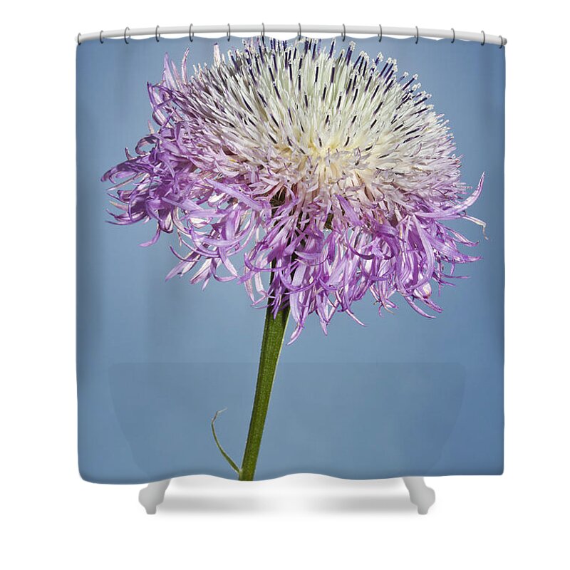 Wildflower Shower Curtain featuring the photograph Basket-Flower Blocking the Sun by Steven Schwartzman