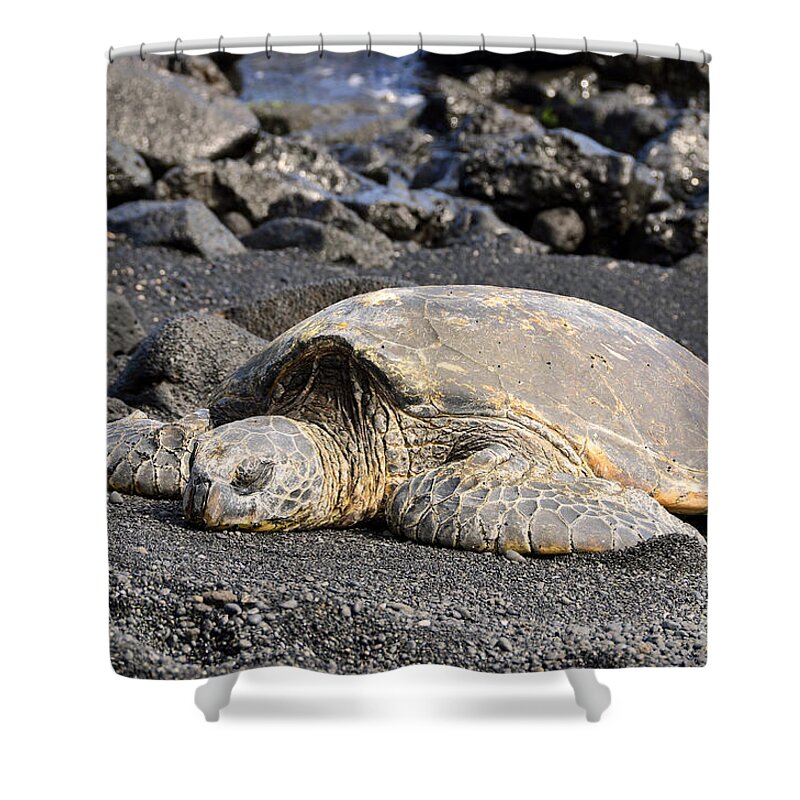 Turtle Shower Curtain featuring the photograph Basking in the Sun by David Lawson