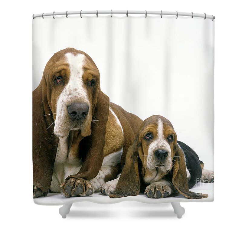 Basset Hound Shower Curtain featuring the photograph Basset Hound Dogs by Jean-Michel Labat