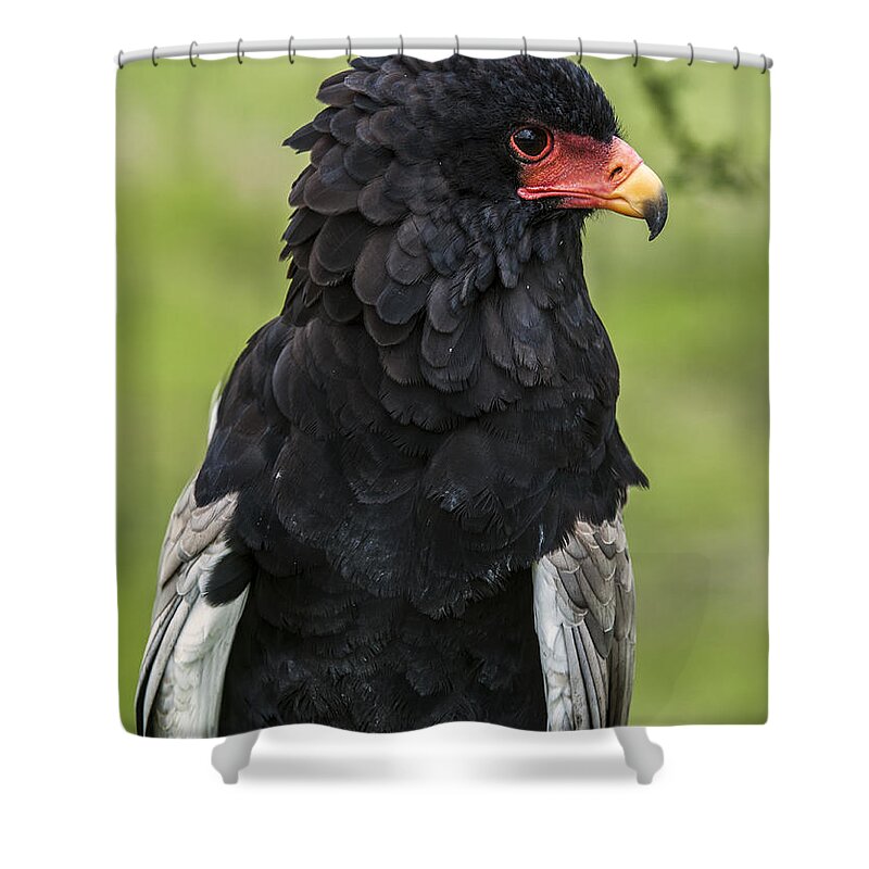 Close-up Shower Curtain featuring the photograph Bateleur 3 by Arterra Picture Library