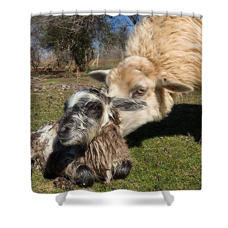 Lamb Shower Curtain featuring the photograph Bathing Baby Ram by Kathleen Bishop