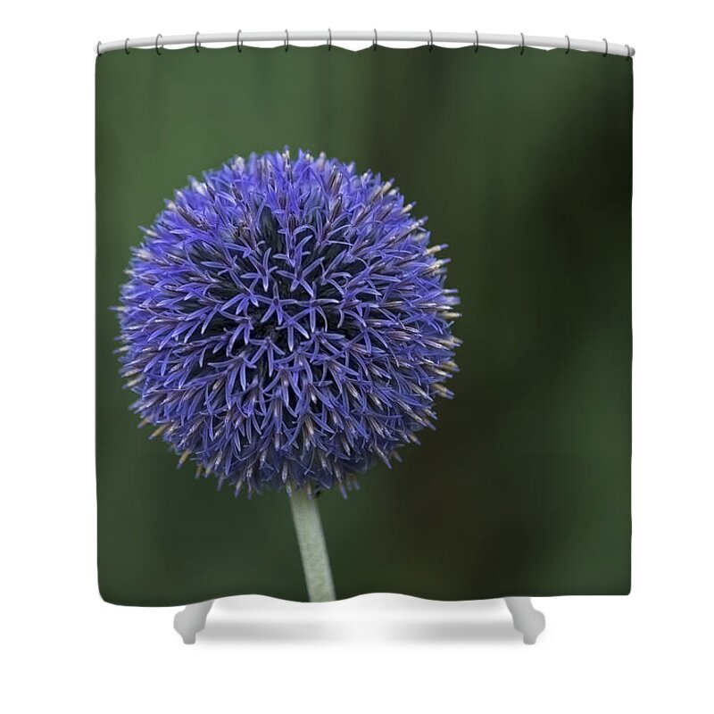 Flower Shower Curtain featuring the photograph Bavarian Globe Thistle by Sean Allen