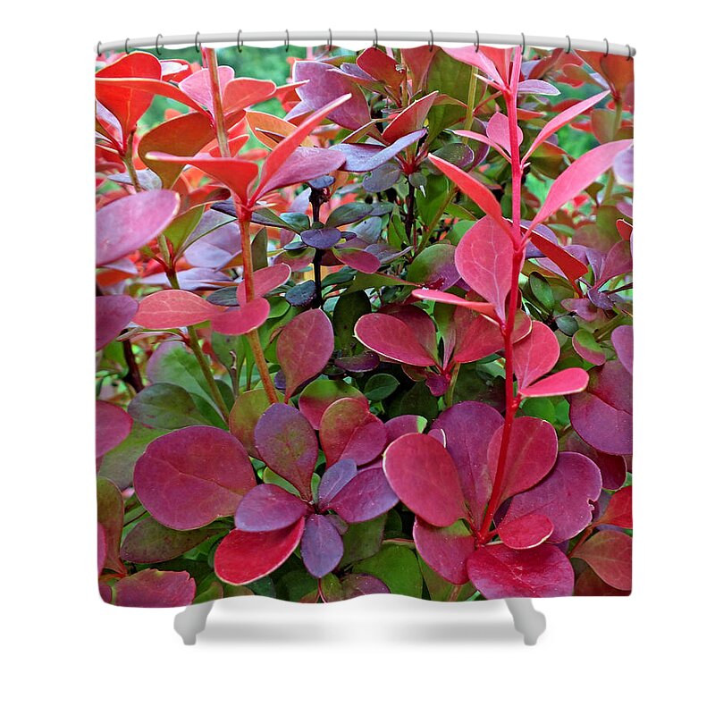 Duane Mccullough Shower Curtain featuring the photograph Bayberry 2 by Duane McCullough