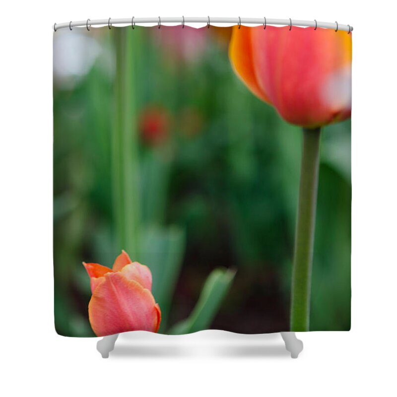 Tulip Shower Curtain featuring the photograph Be Like Mom by Kathy Paynter