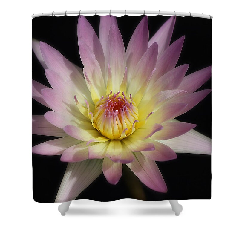 Purple Shower Curtain featuring the photograph Be Still My Heart by Kim Hojnacki