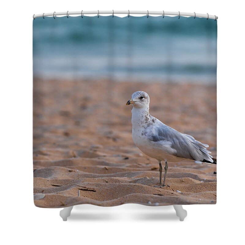 Michigan Shower Curtain featuring the photograph Beach Patrol by Sebastian Musial