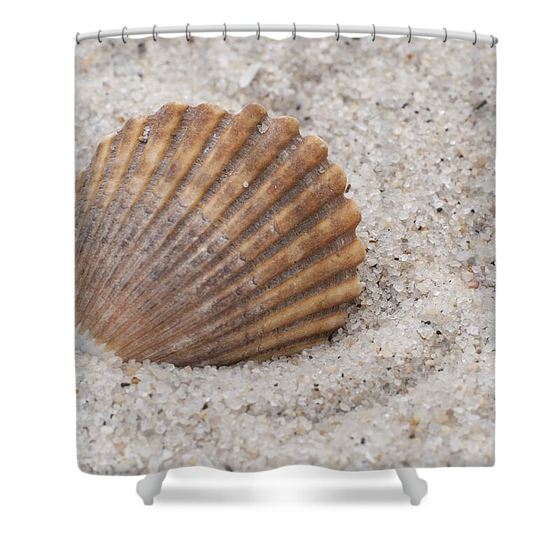 Beach Seashell Shower Curtain featuring the photograph Beach Seashell by Terry DeLuco