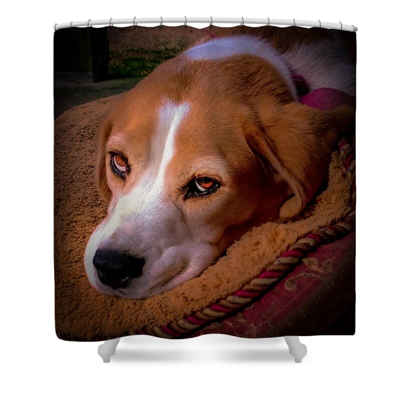 Beagles Shower Curtain featuring the photograph Beagle Blues by Karen Wiles